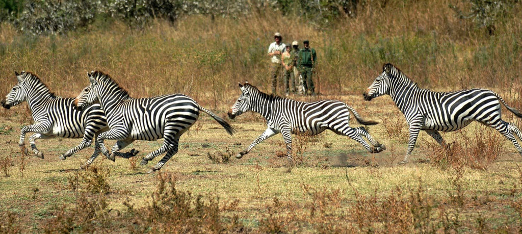 ZAMBIA | Walking Safari  November 2021